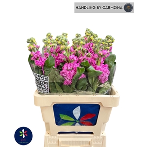 MATTH IRON DEEP PINK