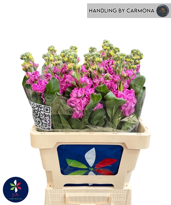 <h4>Matth Iron Deep Pink</h4>