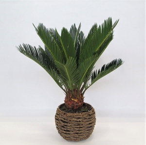 CYCAS REVOLUTA