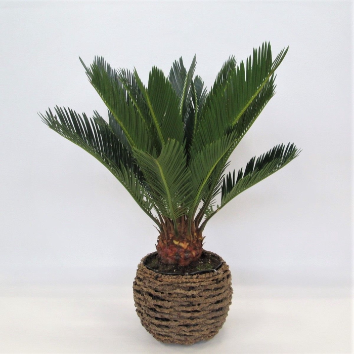 <h4>CYCAS REVOLUTA</h4>