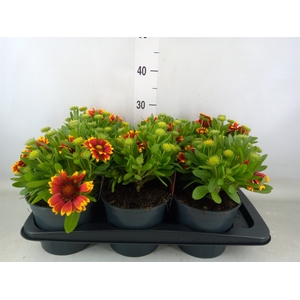 Gaillardia aristata