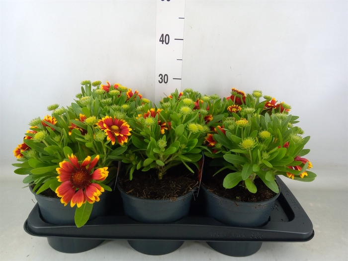 <h4>Gaillardia aristata</h4>