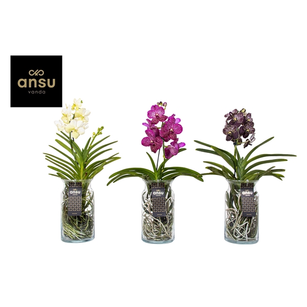 Vanda hybriden