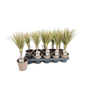Dracaena marg. 'Bicolor'