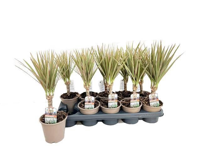 <h4>Dracaena marg. 'Bicolor'</h4>