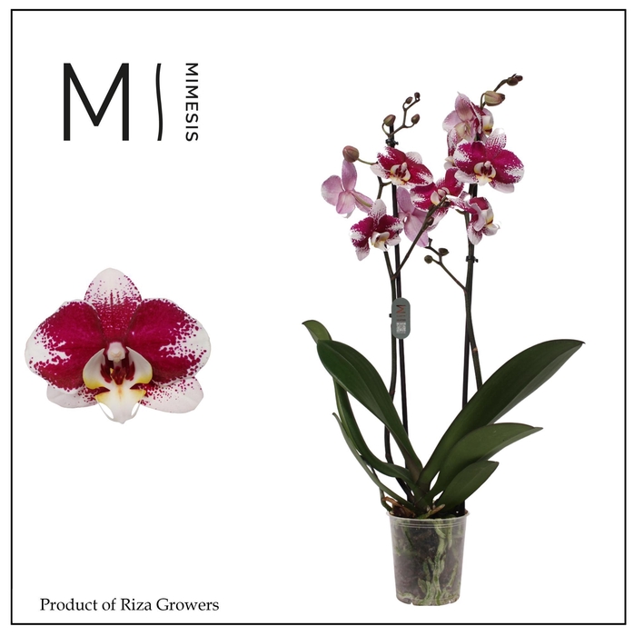 <h4>Phalaenopsis Barcelona 2 spike ā 12cm | Mimesis</h4>