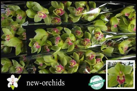 <h4>Cymb Stems Green</h4>