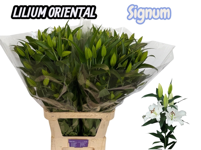 <h4>LI OR SIGNUM</h4>