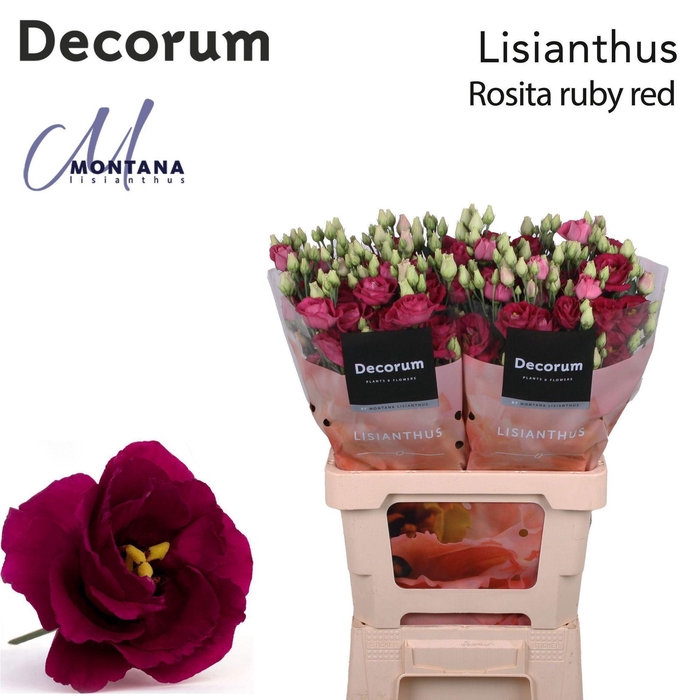 <h4>EUSTOMA RUSS. DU 'ROSITA RED'</h4>