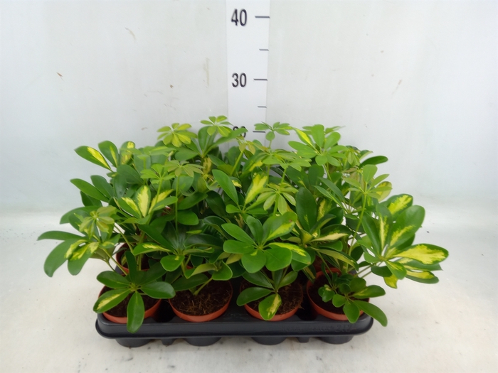 <h4>Schefflera arbor. 'Gold Capella'</h4>