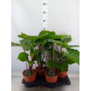 Alocasia   ...