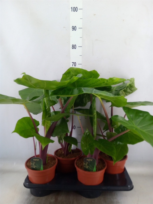 <h4>Alocasia   ...</h4>