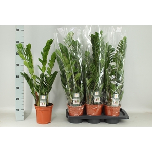 ZAMIO ZAMIIFOLIA