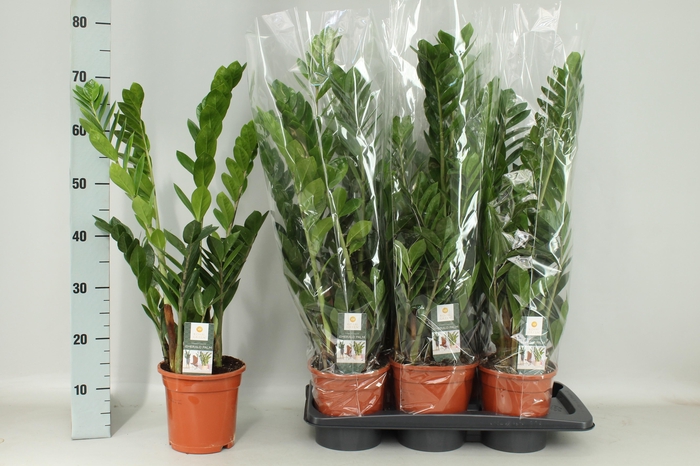 ZAMIO ZAMIIFOLIA