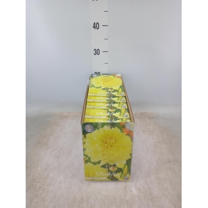 Dahlia   ...flowerbulbs