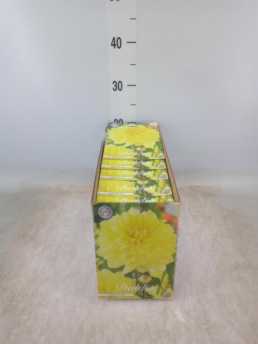 <h4>Dahlia   ...flowerbulbs</h4>