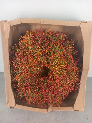 <h4>Wreath Rosa Corallo Orange</h4>