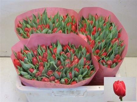 <h4>Tu Du Largo</h4>