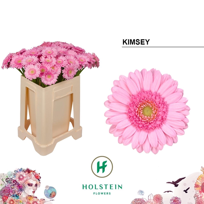 <h4>GE MI KIMSEY ANGEBOT</h4>