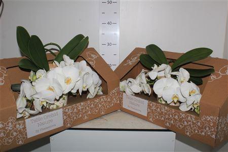 <h4>Phal Ov Wit 2 Br ** Table ** 18 Bloemen+</h4>