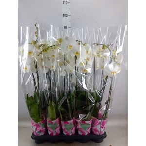 Phalaenopsis   ...white