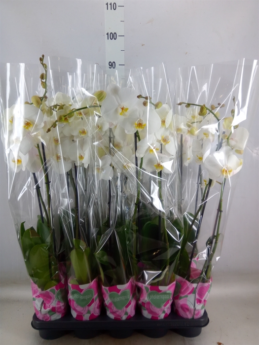 <h4>Phalaenopsis   ...white</h4>