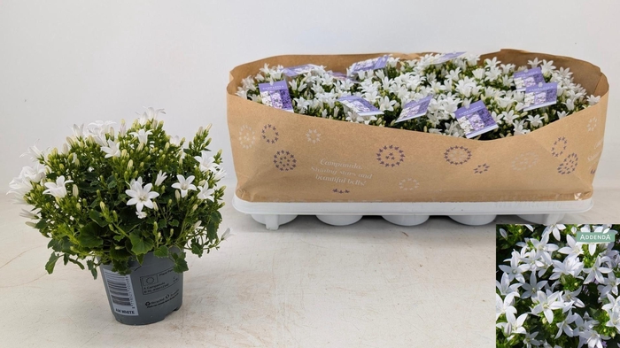 <h4>CAMP POR AMBE WHITE</h4>