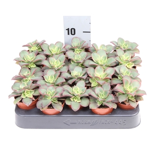 Aeonium   ...