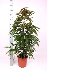 Ficus binnendijkii Amstel King 27Ø 140cm 3pp