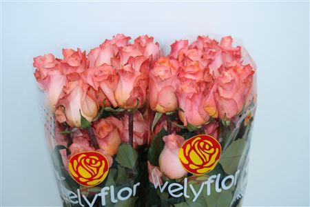 <h4>R GR CORAL REEF</h4>