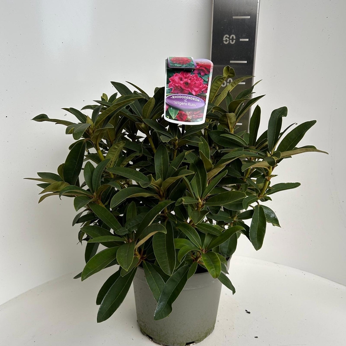<h4>Rhododendron 'Wilgen's Ruby'</h4>
