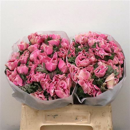 <h4>Anemone Powder Rose</h4>