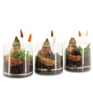 41590: Treasure time arrangement