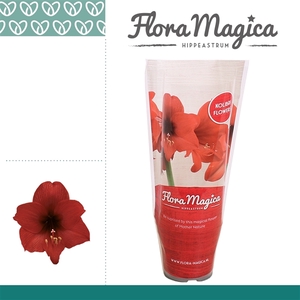 Amaryllis Kolibri Top Choice 2 Knop FM Hoes