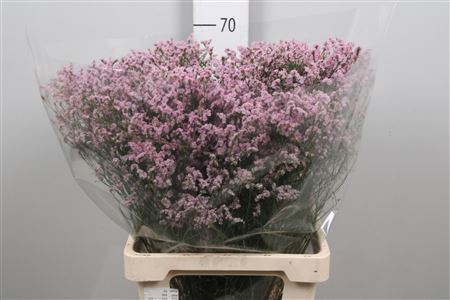 <h4>Lim Sin Anouchka Diamond</h4>