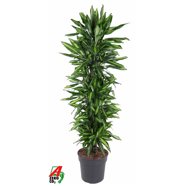 <h4>Dracaena Cintho vertakt P34</h4>