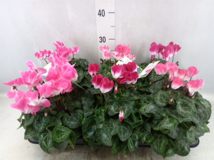 <h4>Cyclamen MD 'Indiaka'</h4>