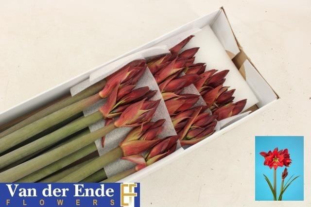 <h4>Hipp Co Ibiza</h4>