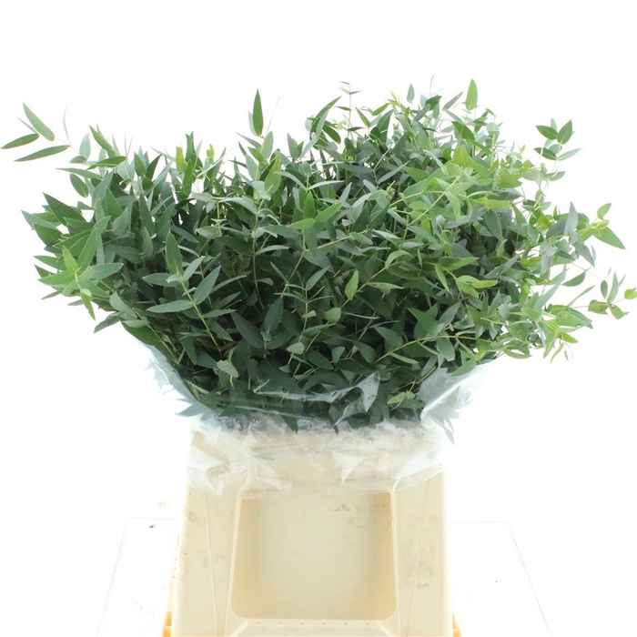 <h4>Euc Parvifolia P Bs</h4>