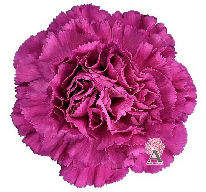 <h4>Di St Haiku</h4>