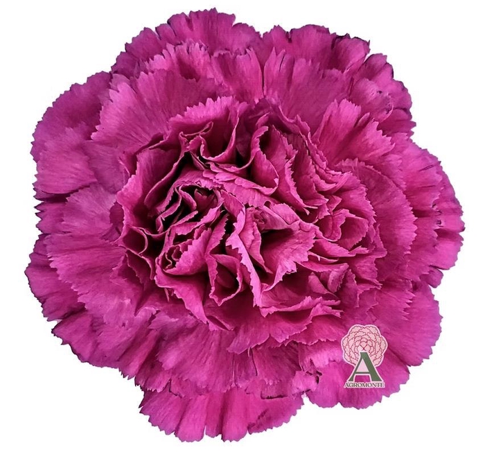 <h4>Di St Haiku</h4>