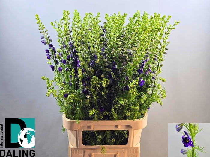 <h4>CONS R Q DARK BLUE</h4>