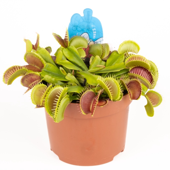 <h4>Dionaea muscipula</h4>