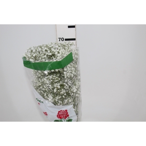 GYPSOPHILA DYNAMIC LOVE 070 CM