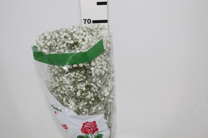 <h4>GYPSOPHILA DYNAMIC LOVE 070 CM</h4>