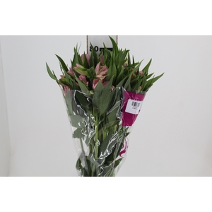 ALSTROEMERIA DUBAI 080 CM