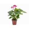 ANTHURIUM ALLURE P19