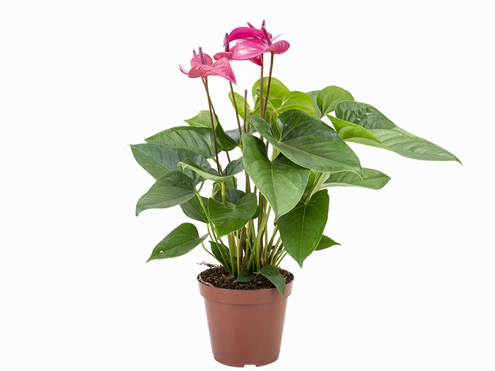 ANTHURIUM ALLURE P19