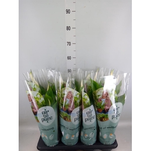 Spathiphyllum  'Strauss'