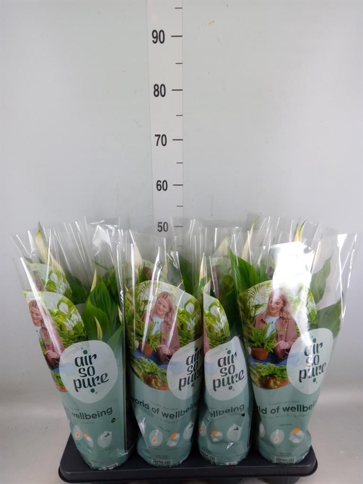 <h4>Spathiphyllum  'Strauss'</h4>